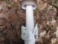 Distesa sulle foglie (B. Caporaletti)